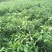 红心蜜柚苗0.2~0.5cm0.3~0.5m