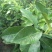 红心蜜柚苗0.2~0.5cm0.3~0.5m