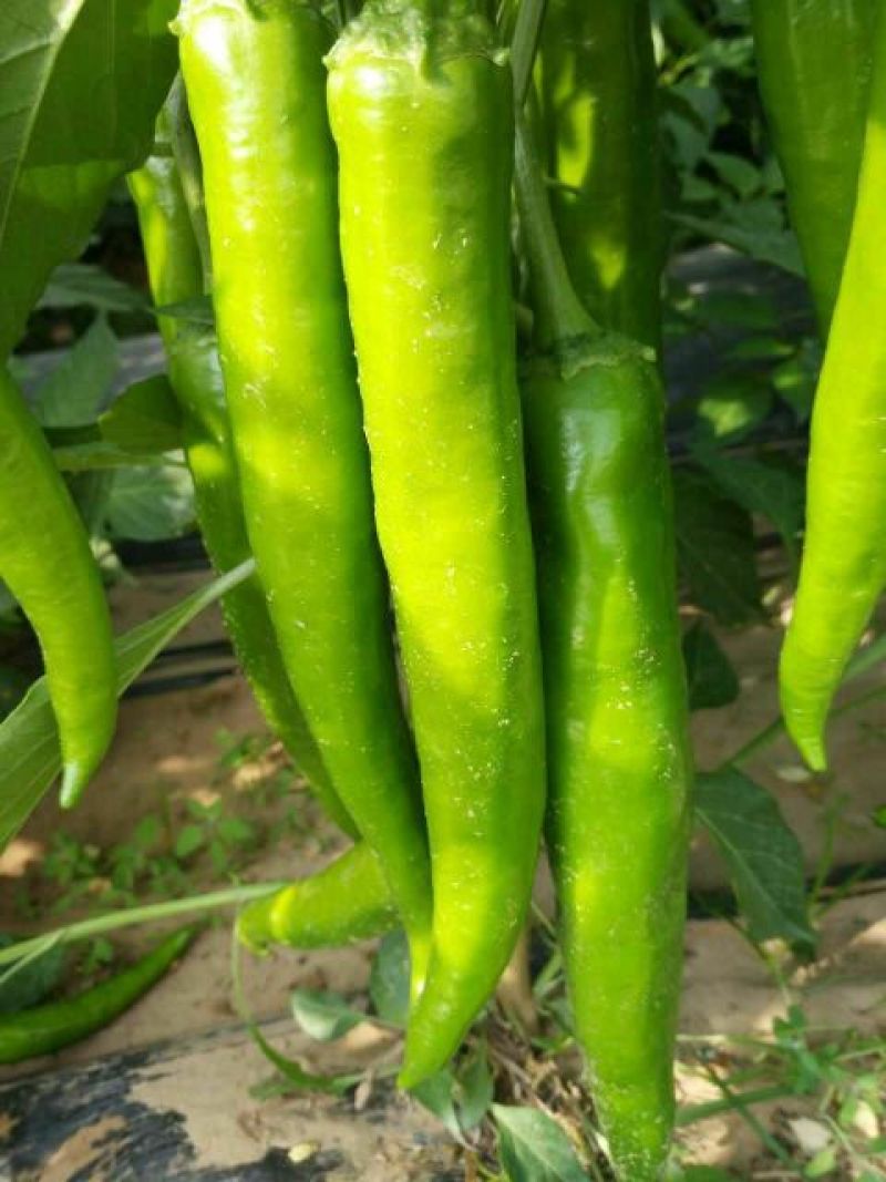 【推荐】陕西鲜辣椒物美价廉15~20厘米支持视频看货