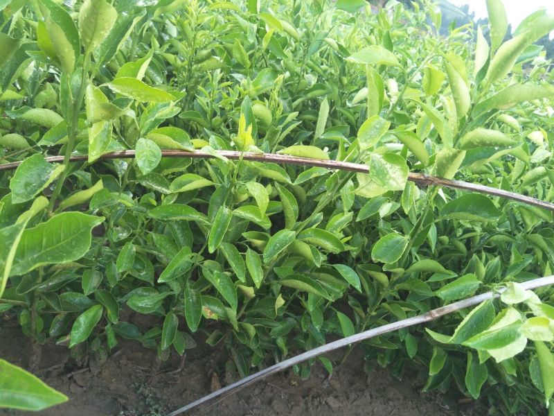 大雅柑1号柑桔苗30~50cm