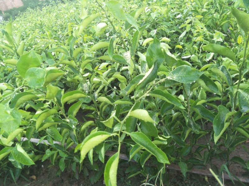 大雅柑1号柑桔苗30~50cm