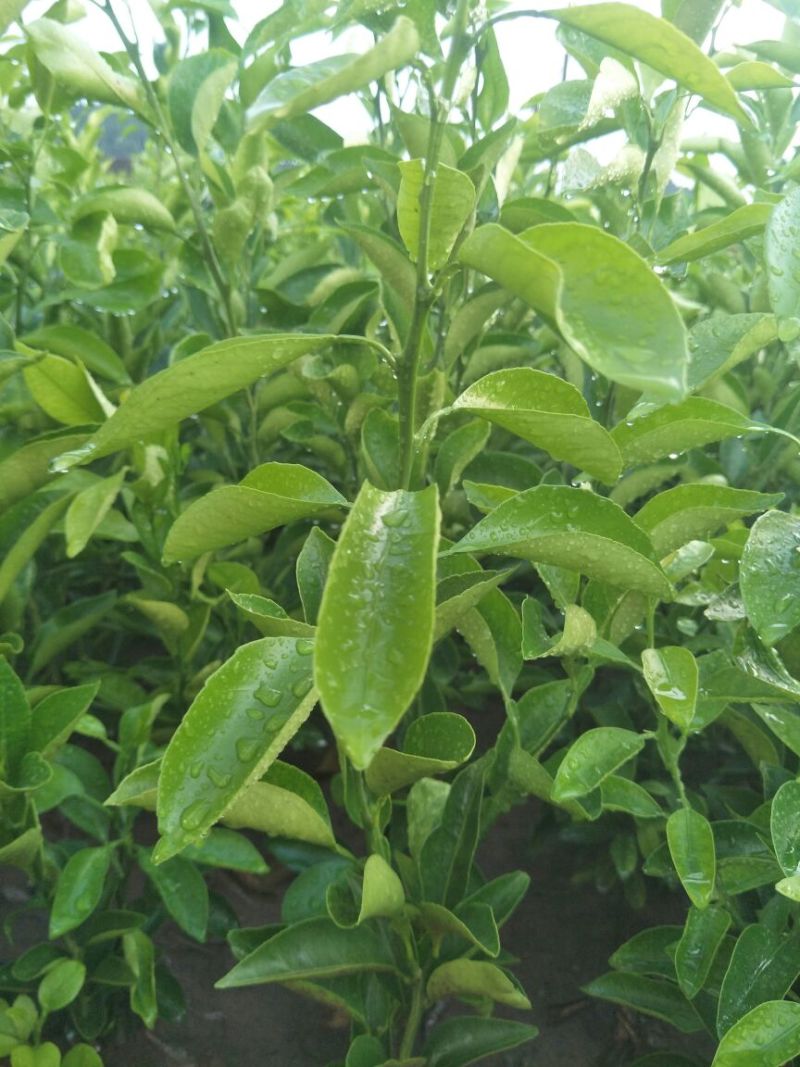 大雅柑1号柑桔苗30~50cm