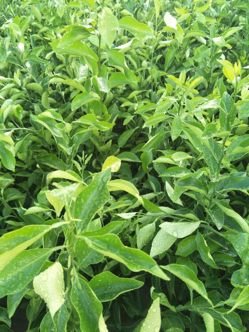 大雅柑1号柑桔苗30~50cm