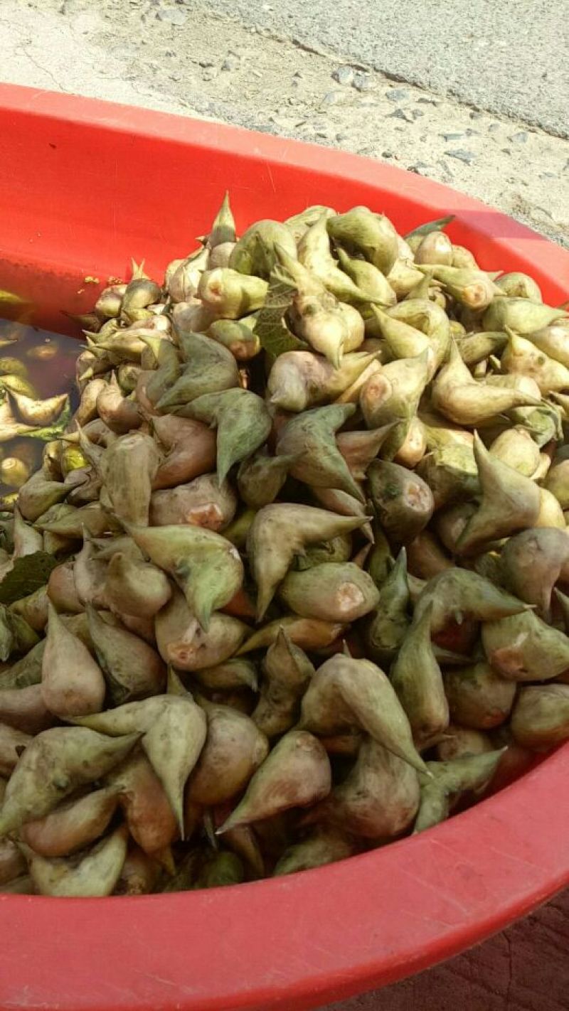 鲜艳菱角当天采摘，家菱