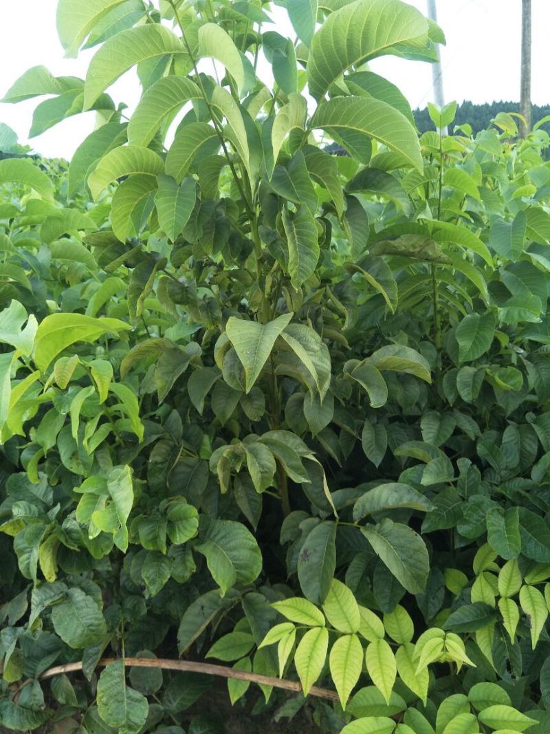 香玲核桃苗一年苗50~100cm