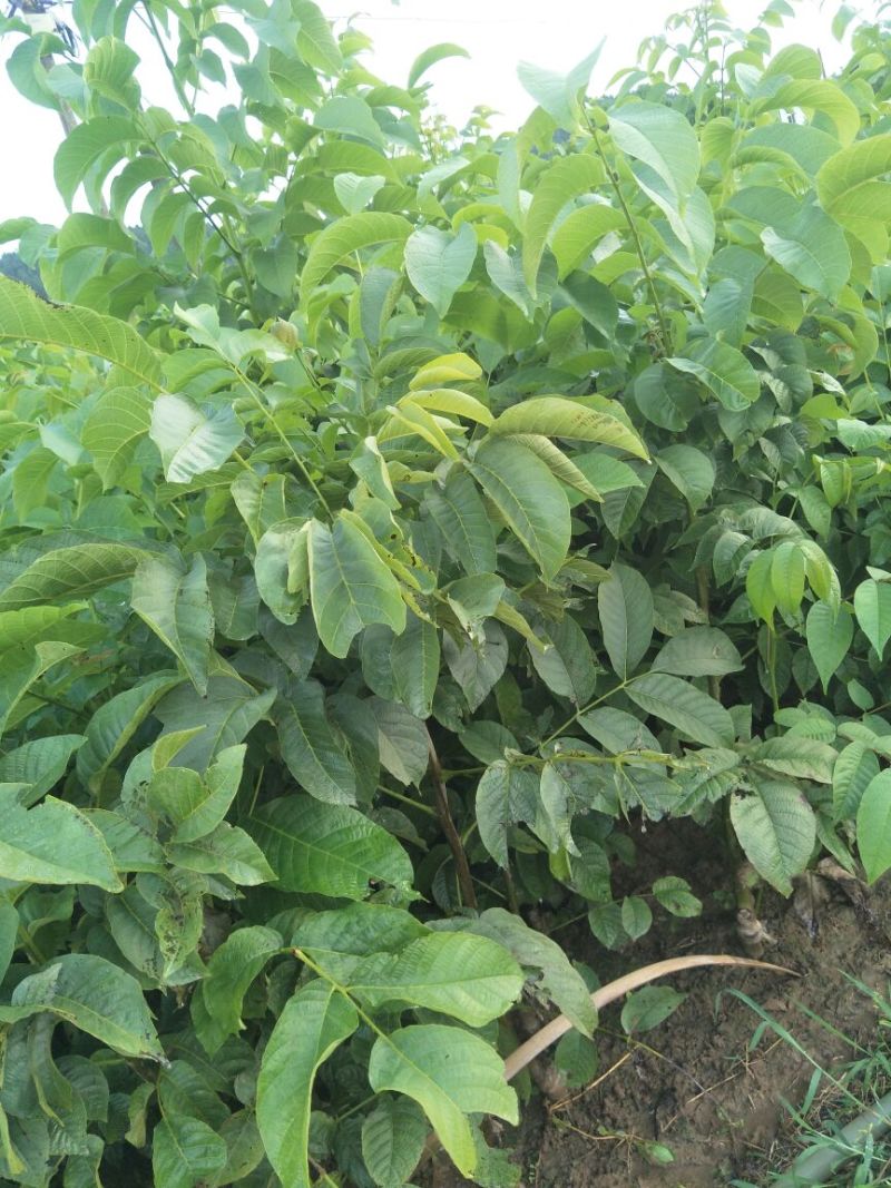 香玲核桃苗一年苗50~100cm