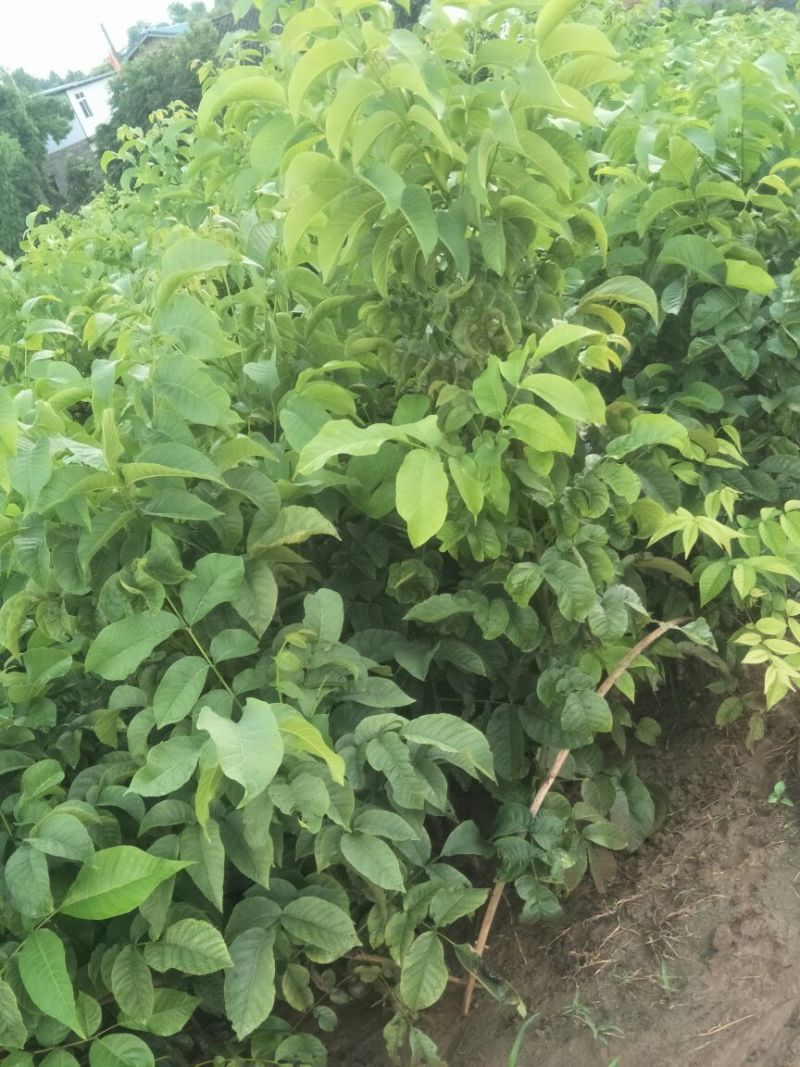 香玲核桃苗一年苗50~100cm