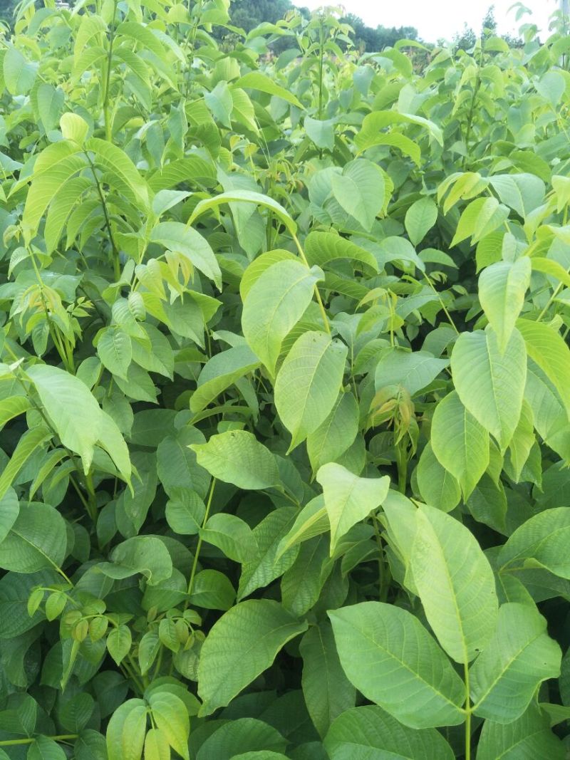 香玲核桃苗一年苗50~100cm