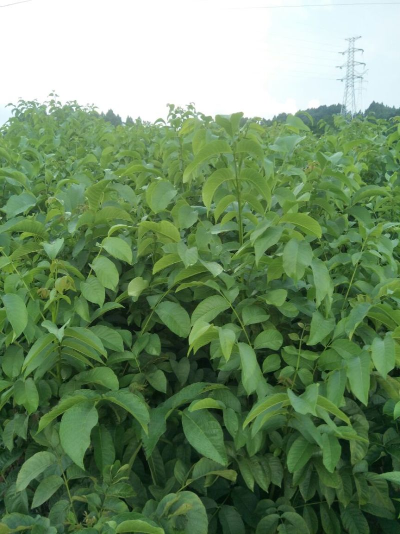 香玲核桃苗一年苗50~100cm