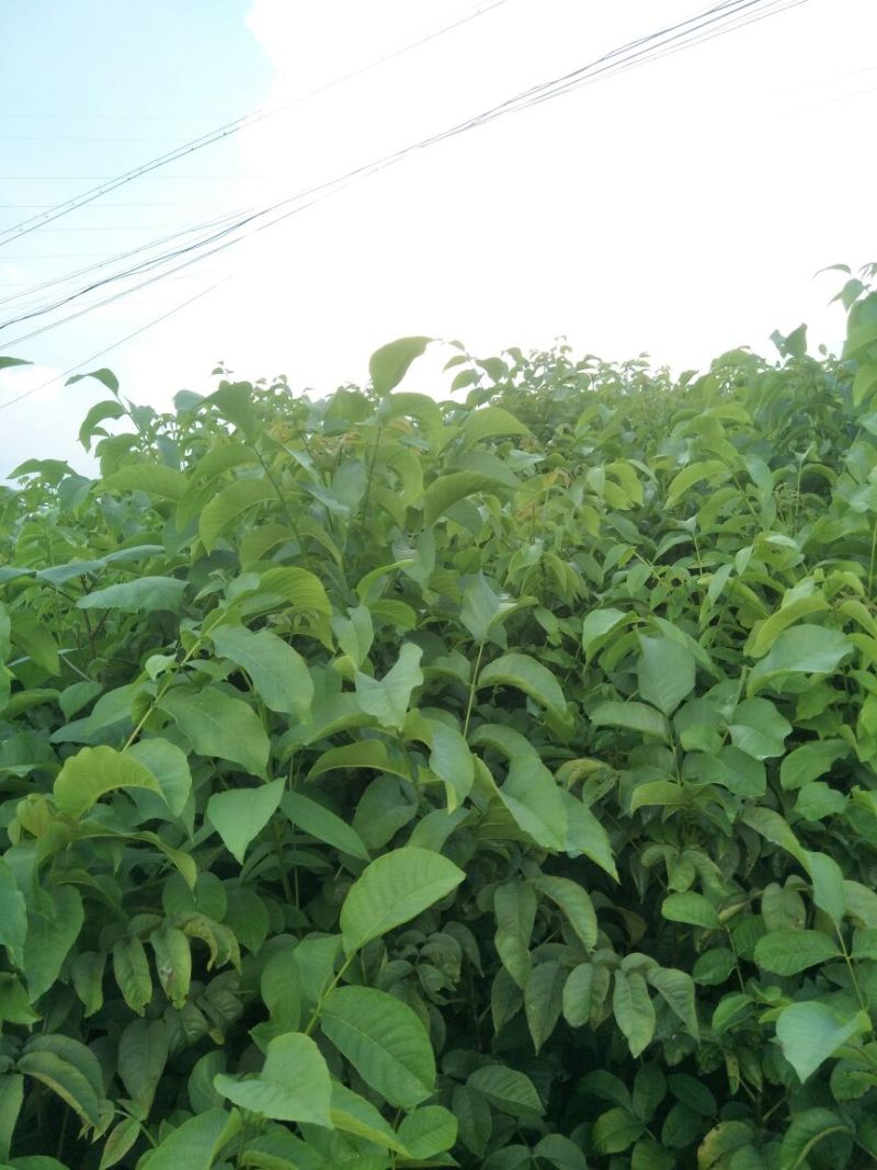 香玲核桃苗一年苗50~100cm