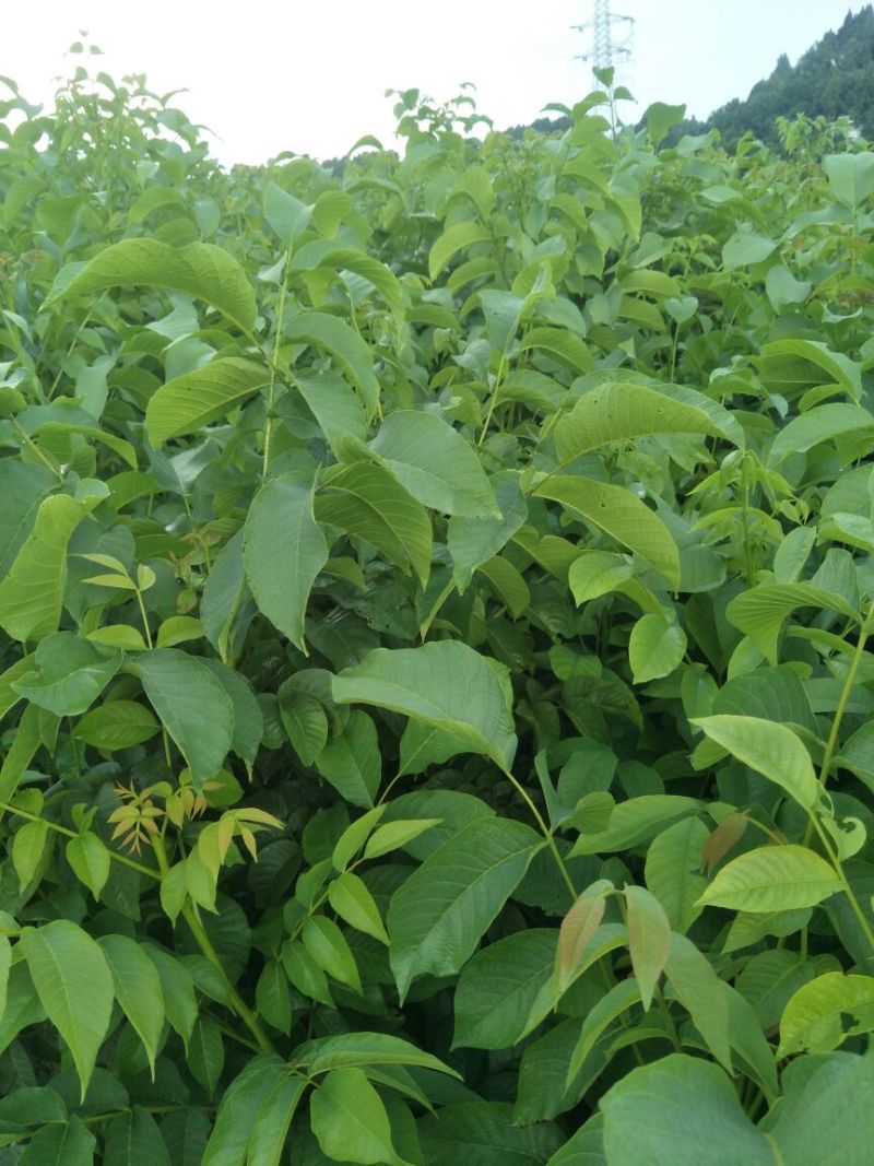 川早核桃苗一年苗50~100cm