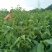 川早核桃苗一年苗50~100cm