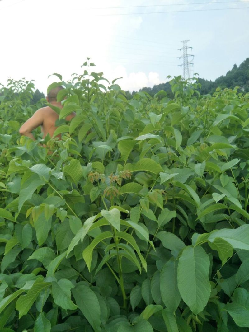 川早核桃苗一年苗50~100cm