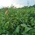 川早核桃苗一年苗50~100cm