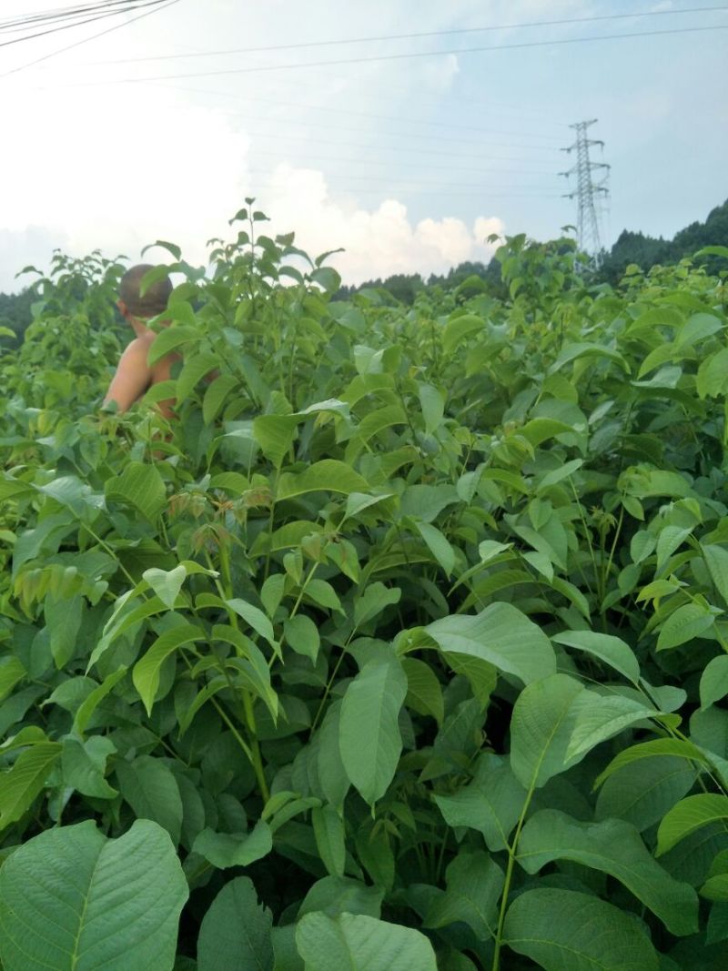 川早核桃苗一年苗50~100cm