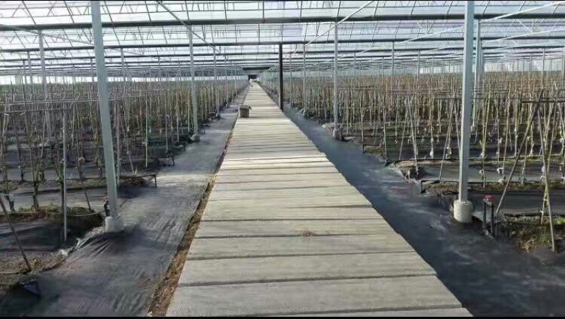 防草布60厘米宽500米长全新PE聚乙烯材质使用寿命长