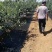 防草布60厘米宽500米长全新PE聚乙烯材质使用寿命长