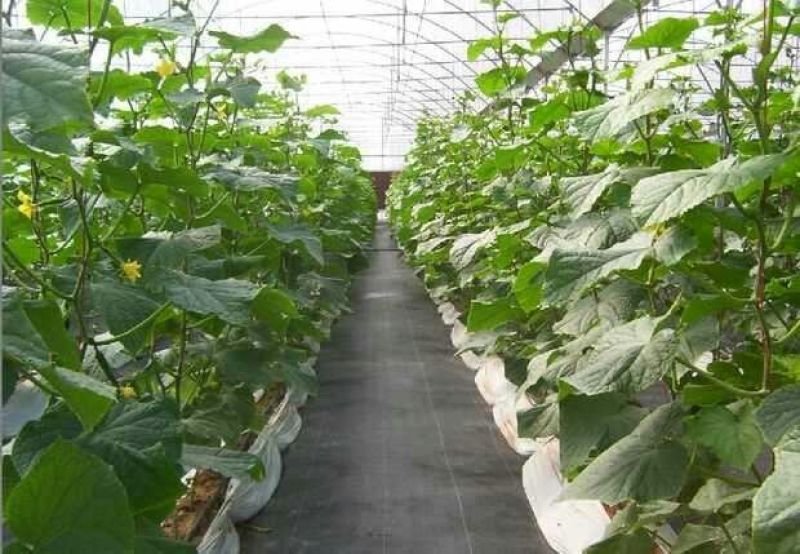 防草布60厘米宽500米长全新PE聚乙烯材质使用寿命长