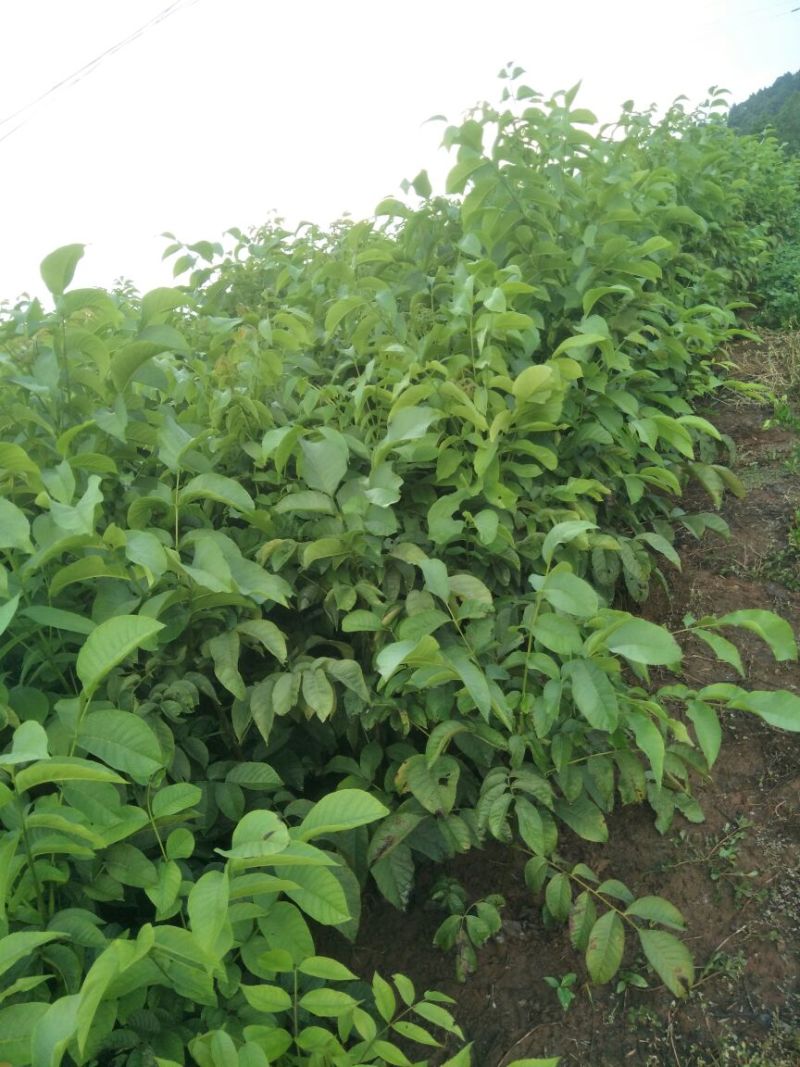 川早核桃苗一年苗50~100cm