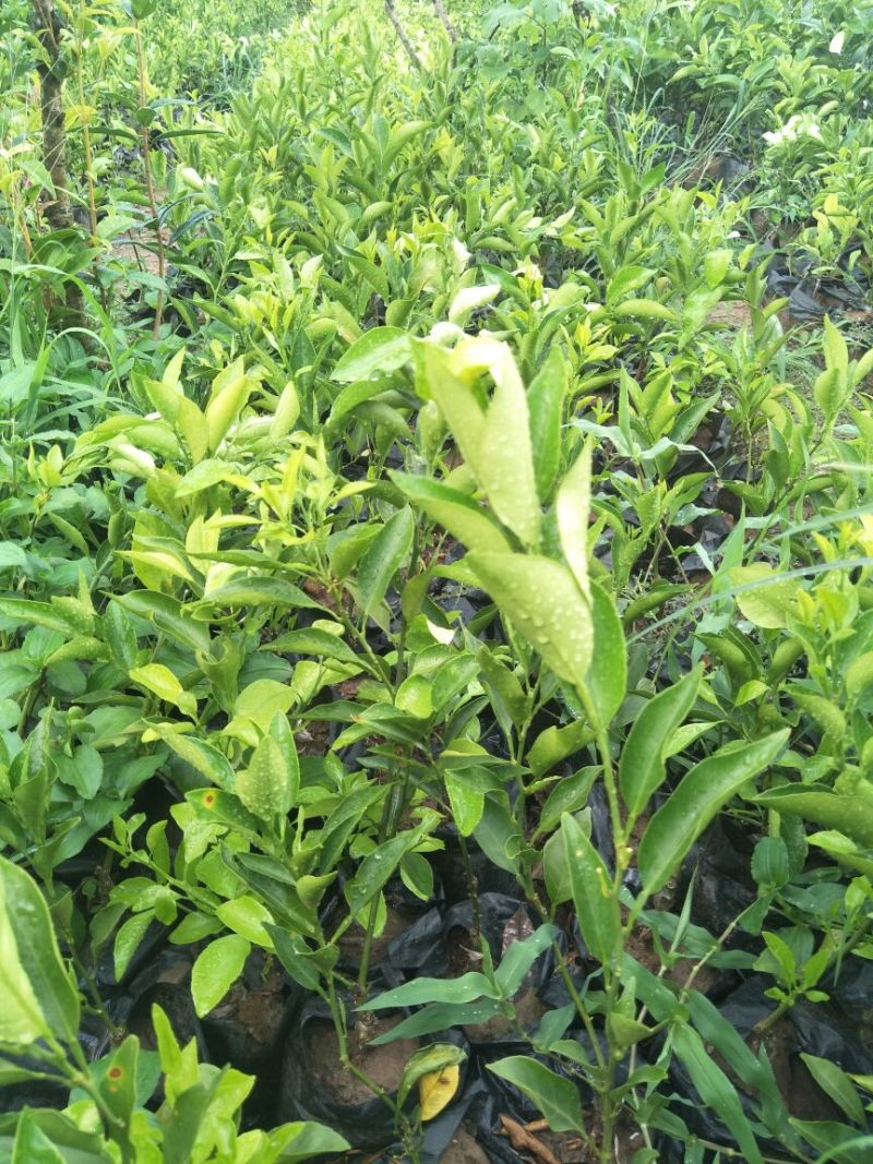 春见苗30~50cm