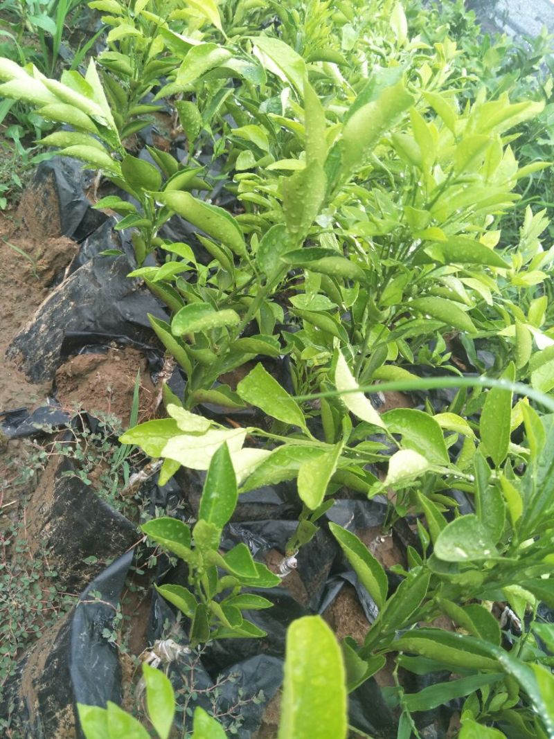 春见苗30~50cm