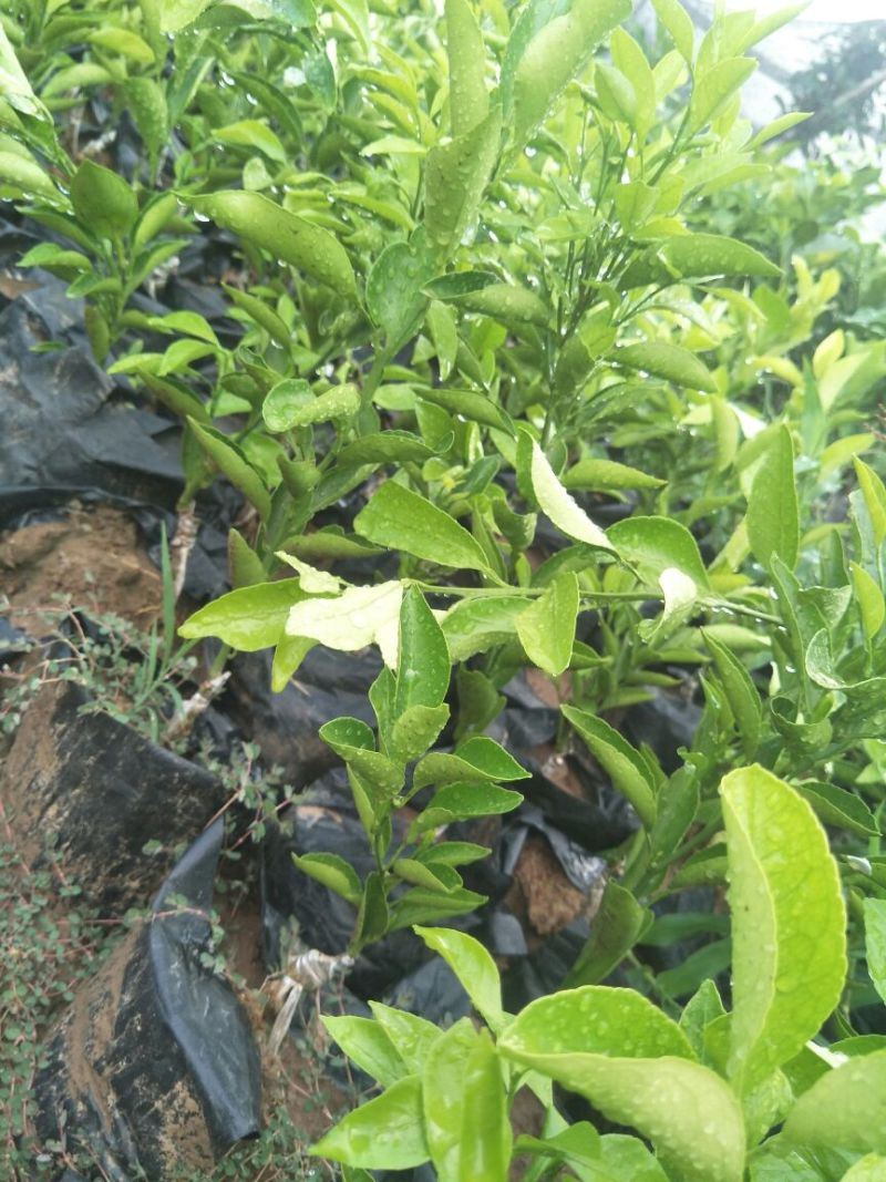 春见苗30~50cm