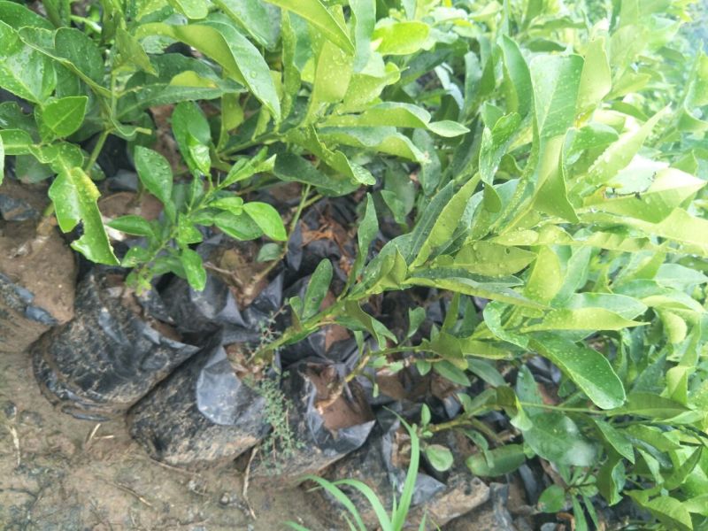 红心蜜柚苗0.2~0.5cm0.3~0.5m