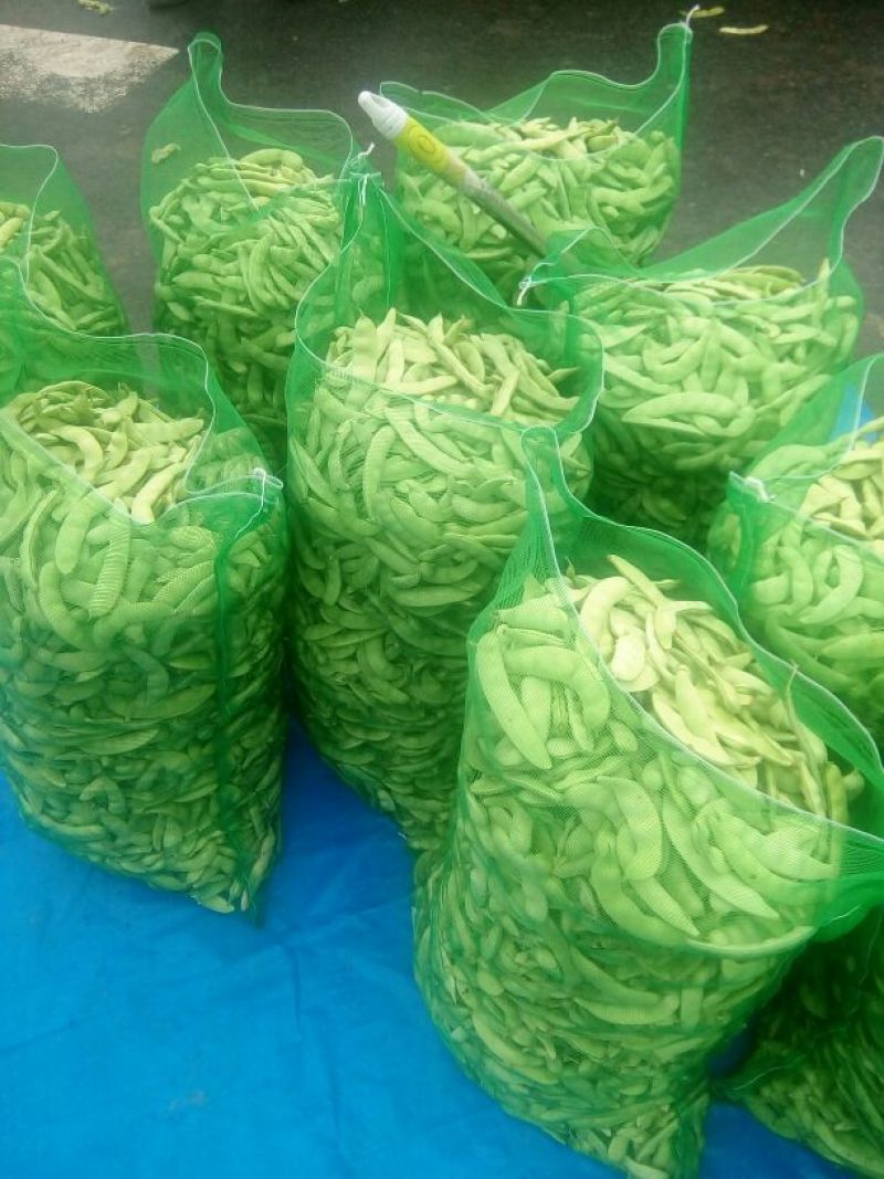 【精品】吉林油豆角大量上市货源充足全国代发〔支持视频