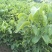 川早核桃苗一年苗50~100cm