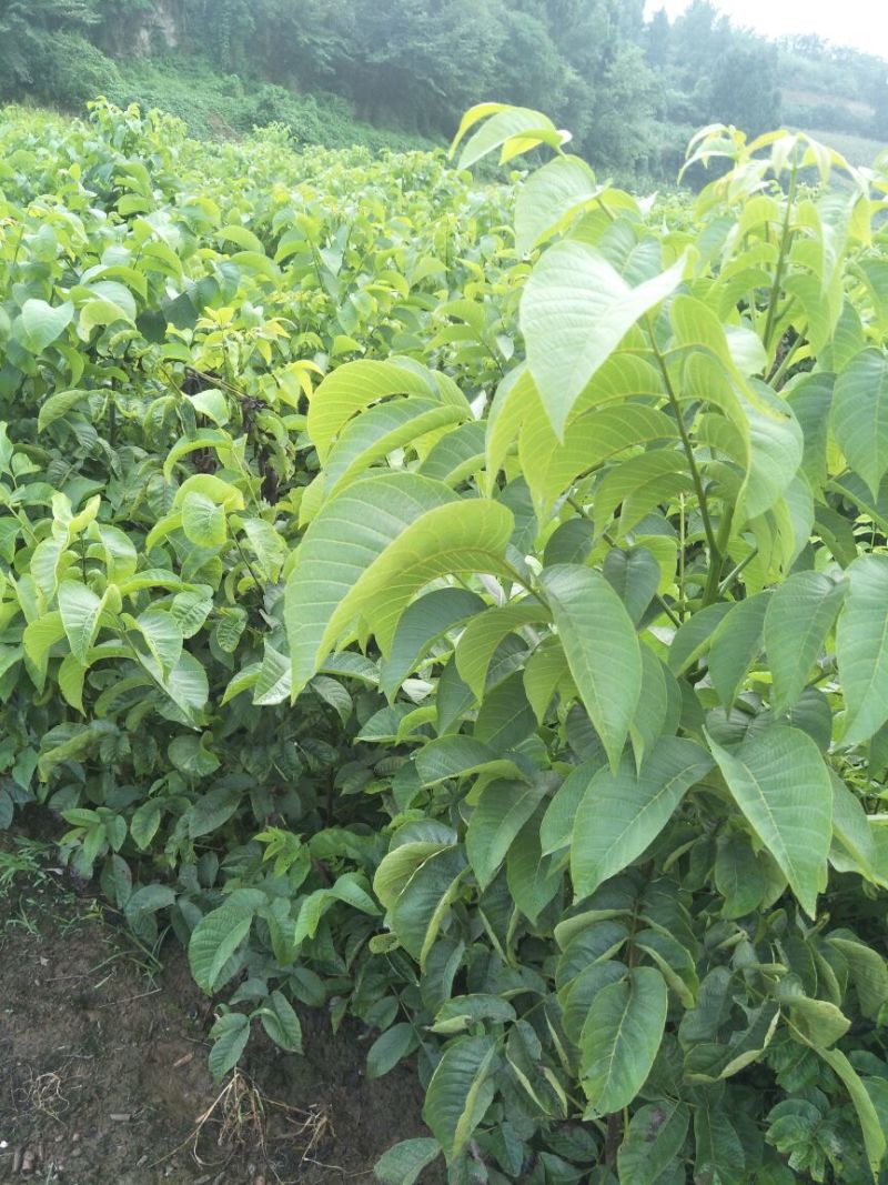 川早核桃苗一年苗50~100cm