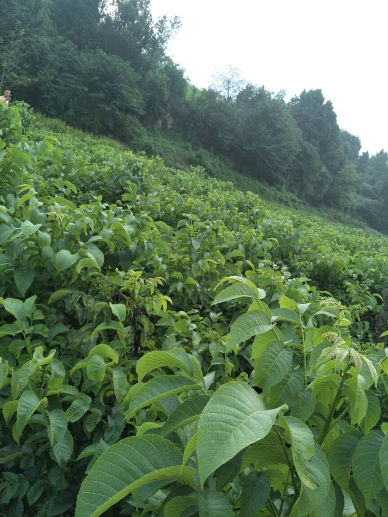 川早核桃苗一年苗50~100cm