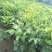 川早核桃苗一年苗50~100cm