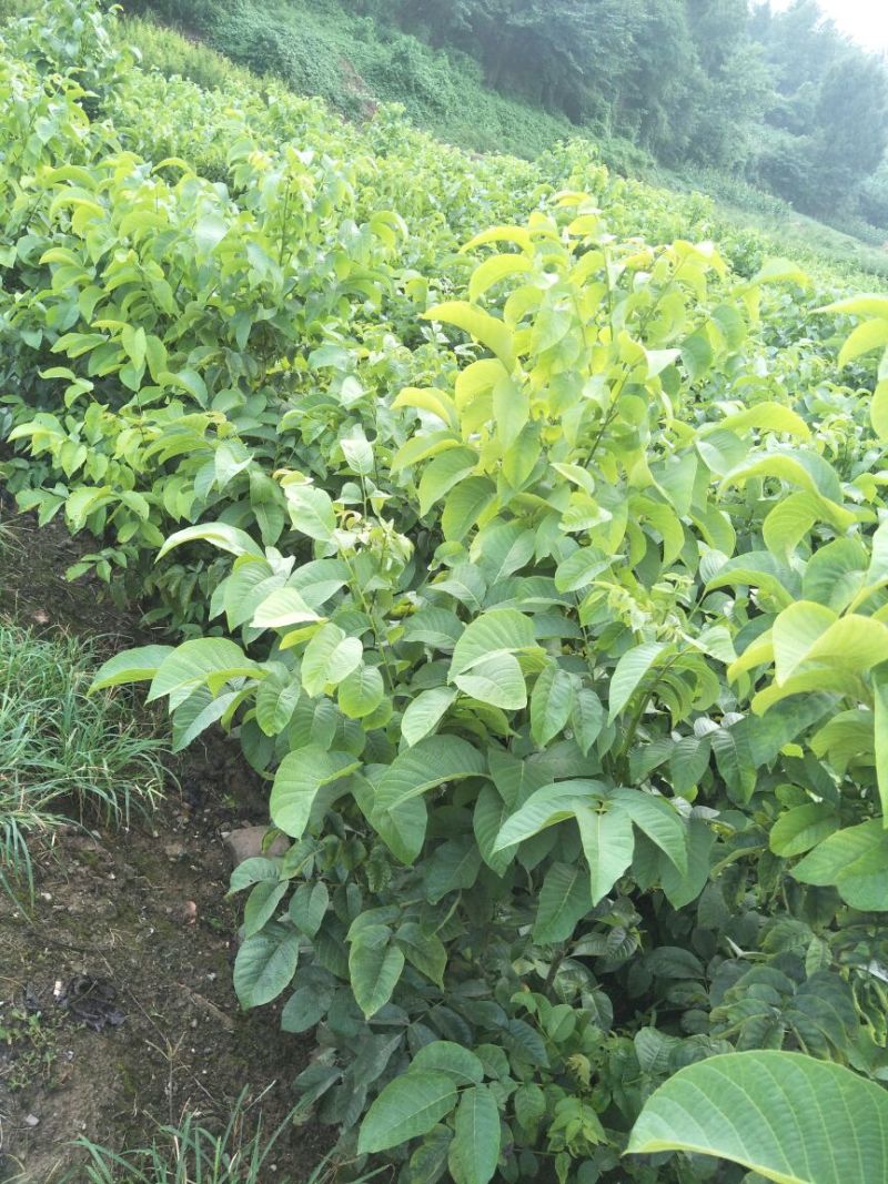 川早核桃苗一年苗50~100cm
