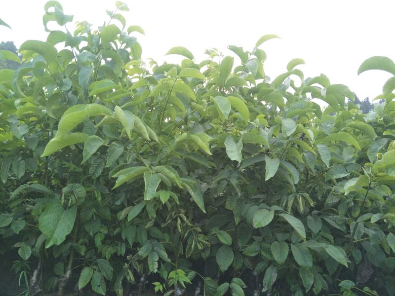 香玲核桃苗一年苗50~100cm