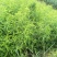 毛桃树苗70~80cm