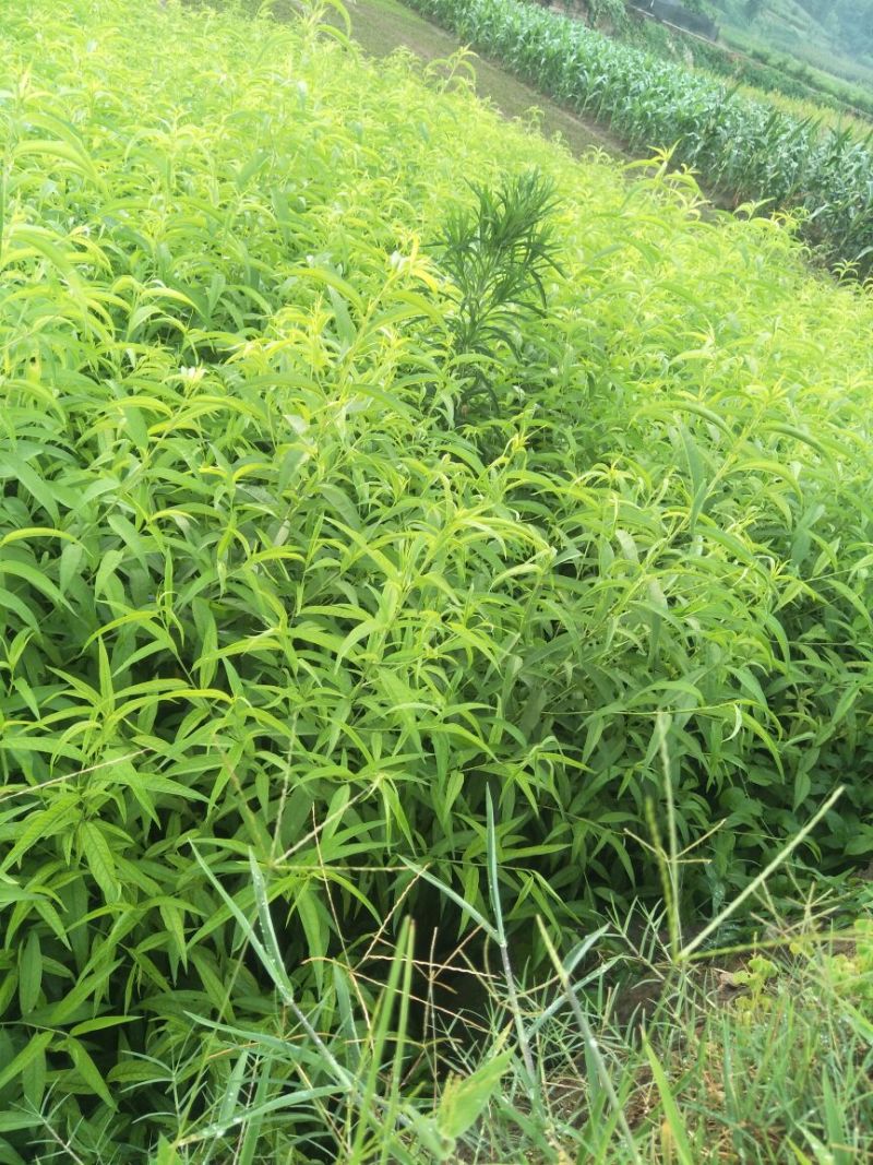 毛桃树苗70~80cm