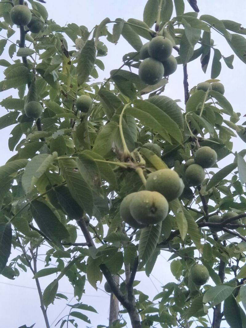 香玲核桃苗一年苗50~100cm