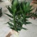 荷花40~50cm