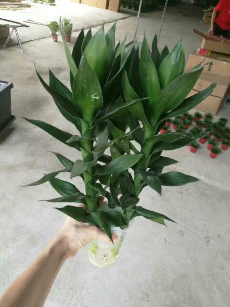 荷花40~50cm