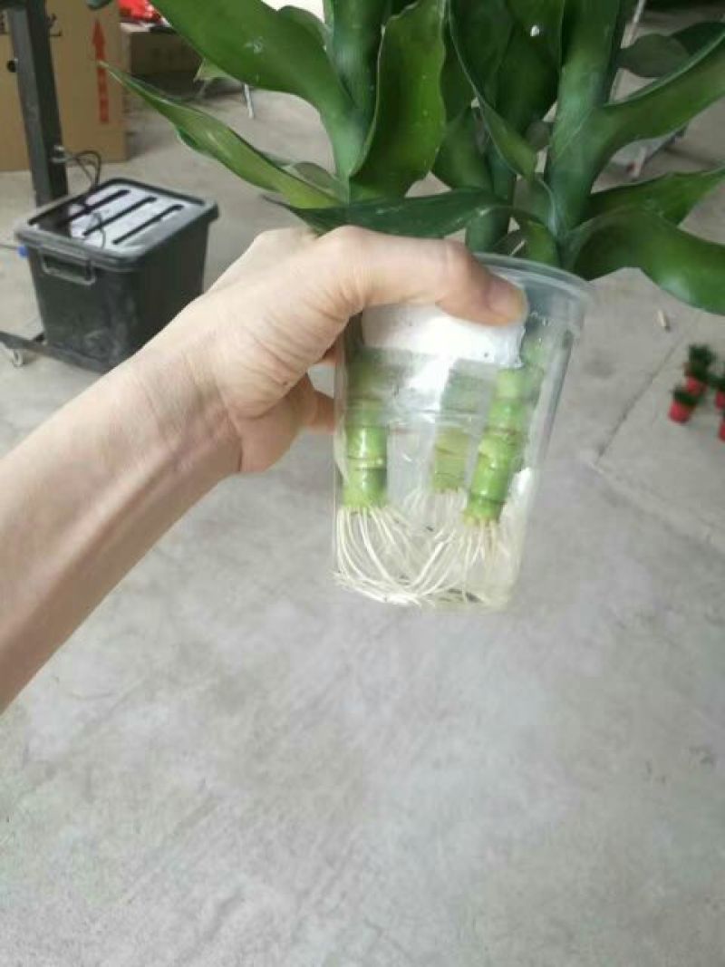 荷花40~50cm