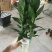 荷花40~50cm