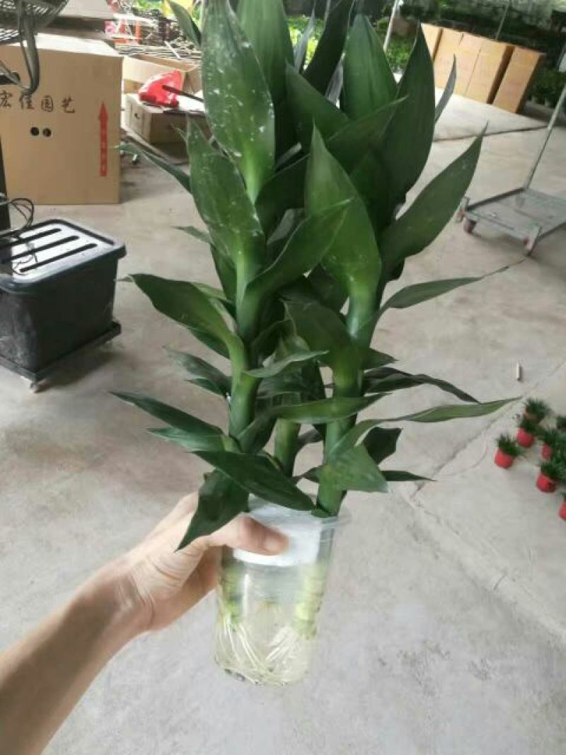 荷花40~50cm