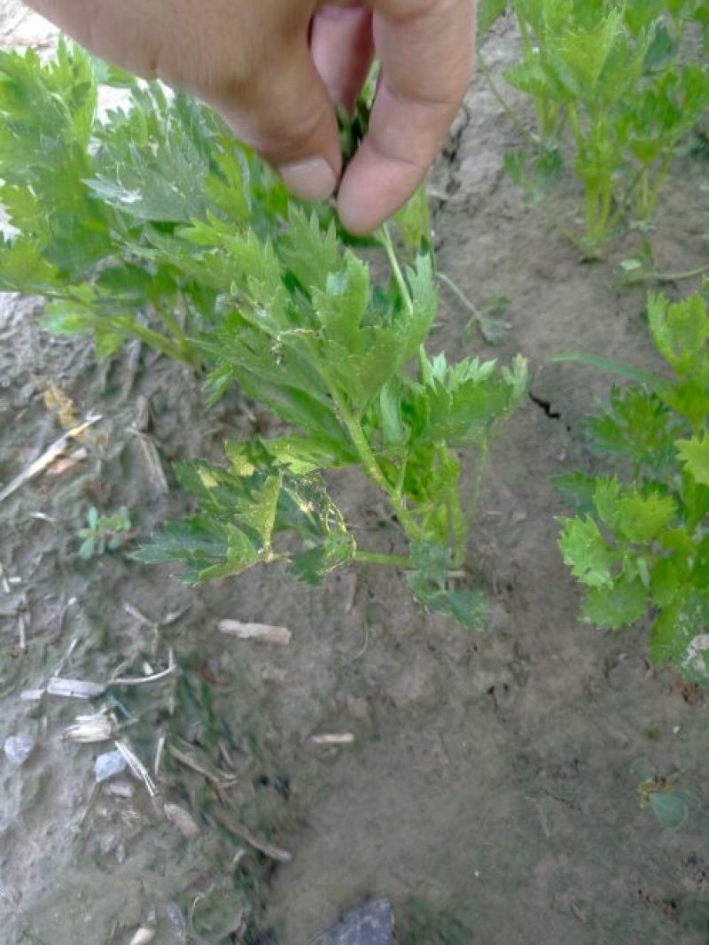 优质皇后西芹苗头茬苗，大量上市