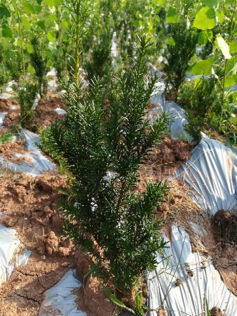 精品曼地亚红豆杉苗大量上市品质保证诚信经营一手货源