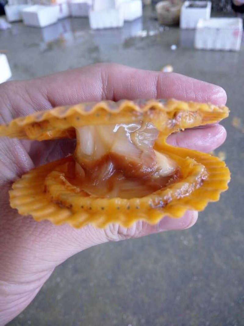 栉孔扇贝食用鲜活5~10只/kg