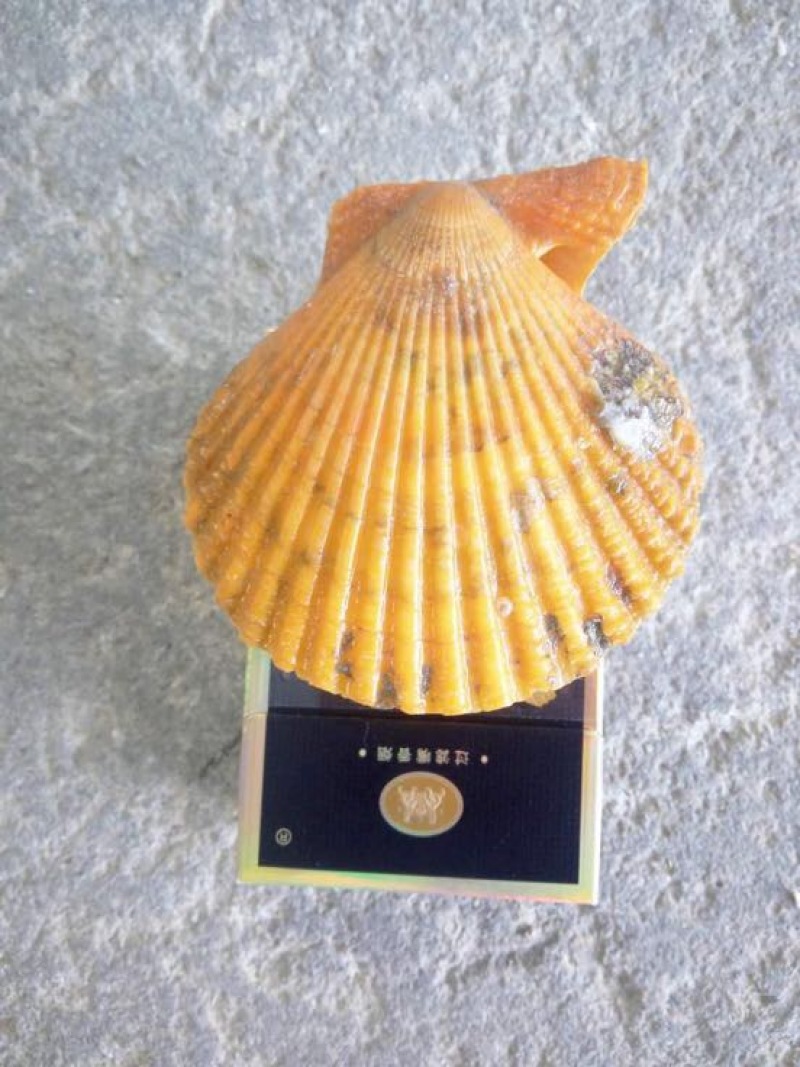 栉孔扇贝食用鲜活5~10只/kg