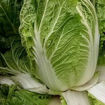 大白菜4~6斤毛菜