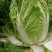 大白菜4~6斤毛菜