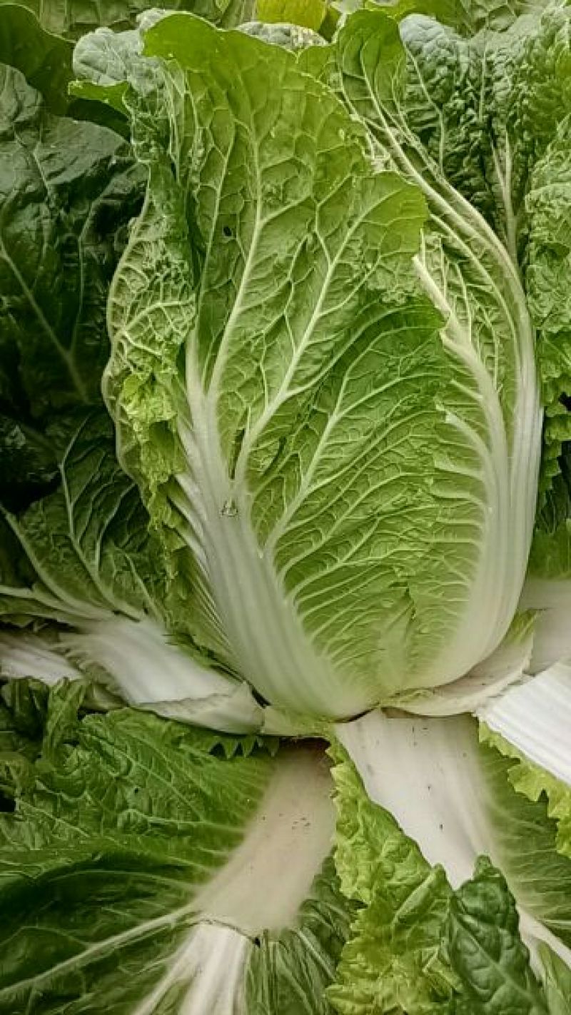大白菜4~6斤毛菜