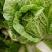 大白菜4~6斤毛菜